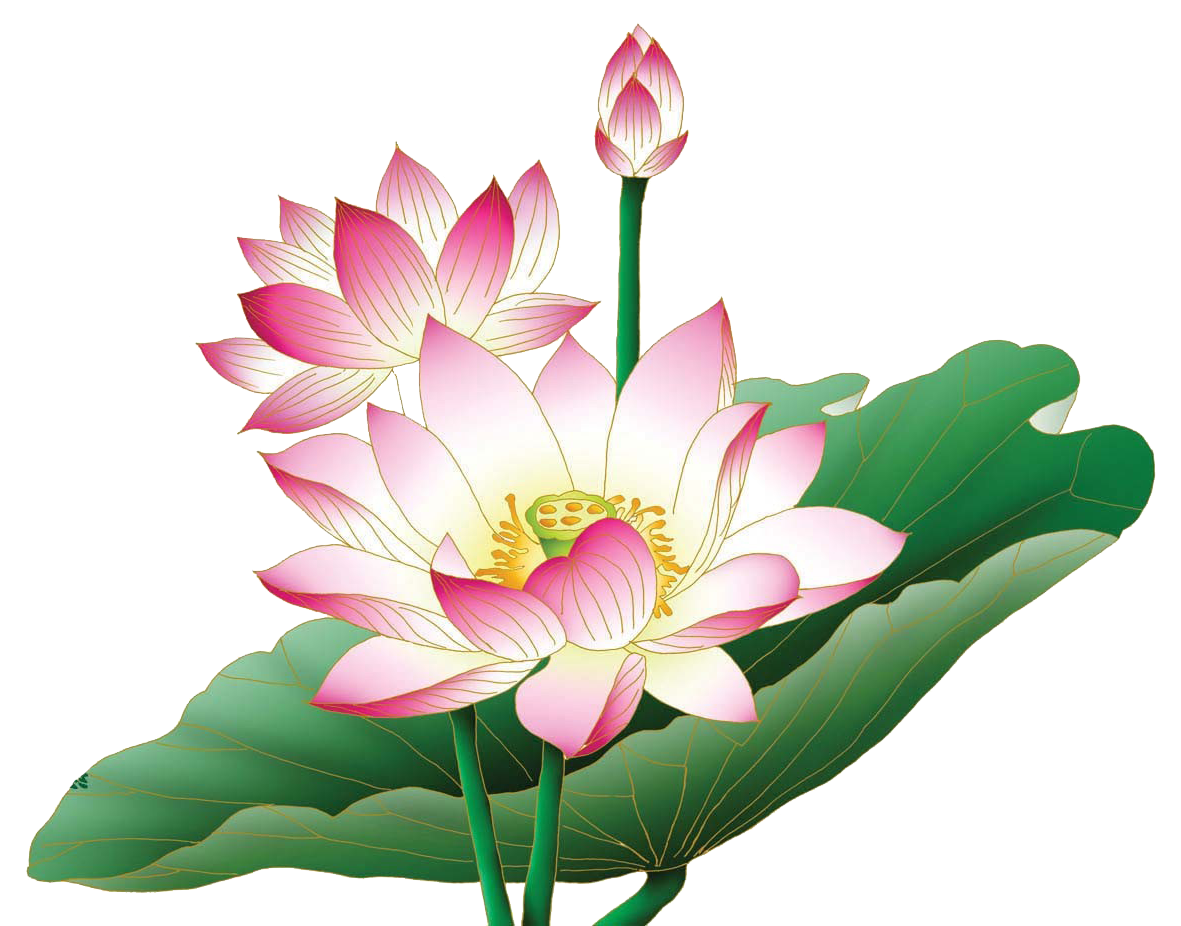 Shining Lotus